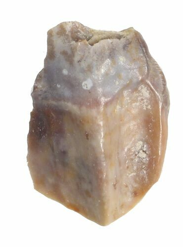 Partial Hadrosaur Tooth - Aguja Formation, Texas #42999